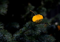 Leaf Catcher
