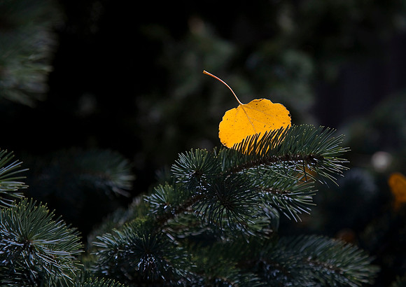 Leaf Catcher