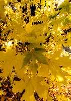 Leaf Explosion