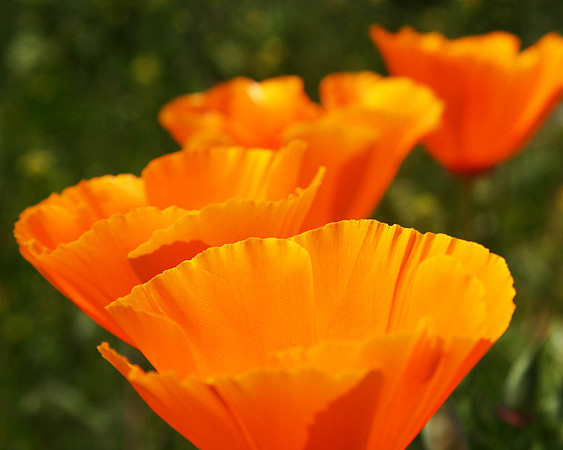 Norfolk Poppies