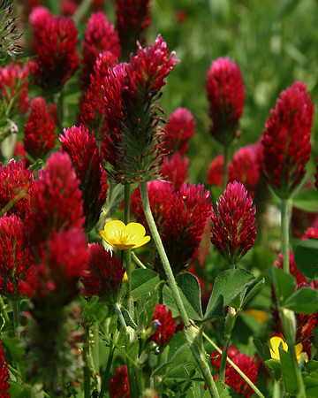 Norfolk Clover