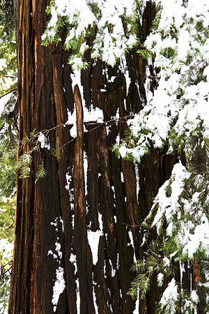 Sequoia 1