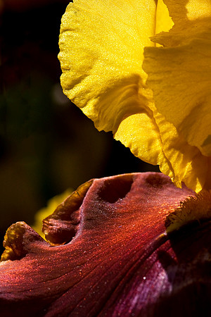 Iris 1
