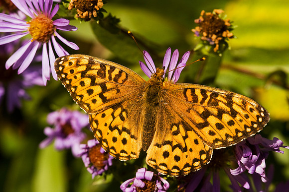 Mountain Butterfly