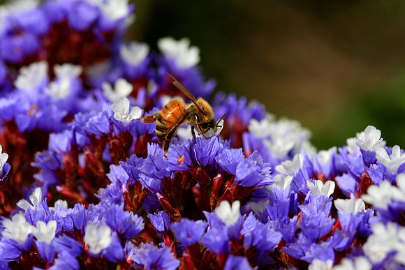 The Obligatory Bee Picture