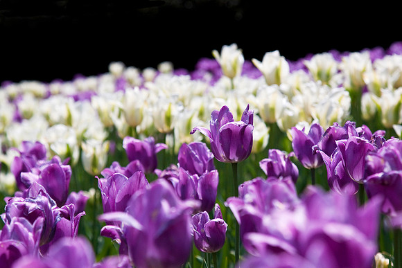 Purple Tulips