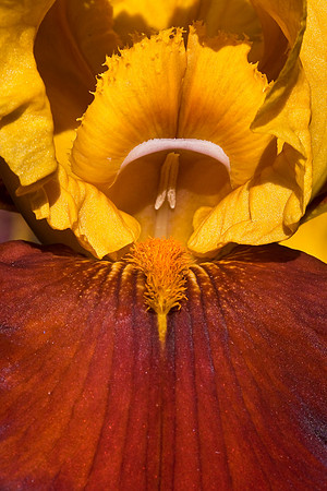 Yellow Maroon Iris