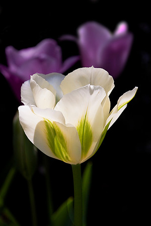 Tulips X3