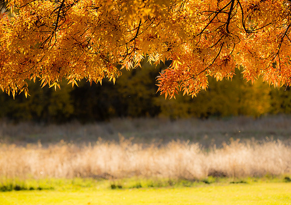 Autumn on the Green Belt