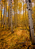 Poplar Walk