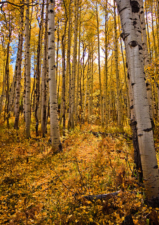 Poplar Walk