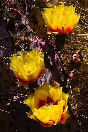 May cactus