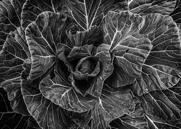 Cabbage #4