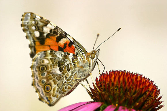 Garden Butterfly