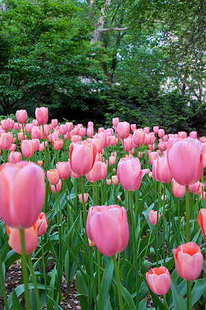 Pink Tulips