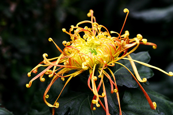 Spider Chrysanthemum